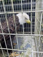 The bald eagle recovered in Middletown.