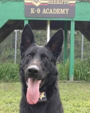 K-9 Justus served with the Orange County Sheriff’s Department for most of his life.