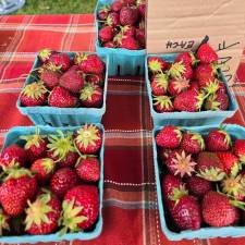 Strawberries from Locust Farm.