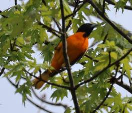 The Baltimore oriole.