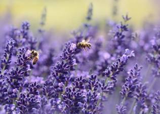 Bees and butterflies are considered pollinators for helping to spread pollen as they travel from plant to plant.