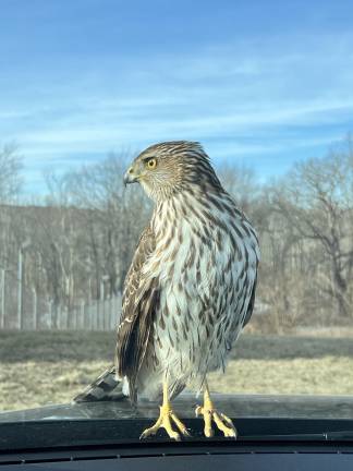 A juvenile hawk lands on the hood of a car while parked at the Hudson Sports Complex in Warwick.