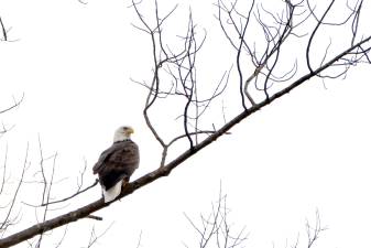 Bald eagles no longer ‘endangered’ in New Jersey, but not everyone’s celebrating