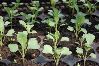 Seed sowing workshop slated for Feb. 22