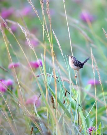 Kyle Knapp photographed this Sedge Wren on lower Wisner Road in Warwick.