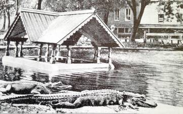 Alligators in the fountain of Church Park — corner of South Church Street and Main Street — were brought to Goshen around 1900 and remained until 1916. They wintered in tanks in the basement of the St. Elmo Hotel. Photos courtesy of the Village of Goshen Historian Edward P. Connor.