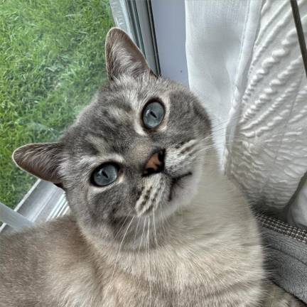 Bear enjoys birdwatching and sleeping in his hammock. Photo submitted by Christina Mosso.