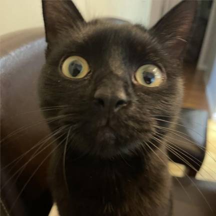 This is Drake, but his friends call him Stinky. “I was asked to foster this all black polydactyl kitten, but could not give him back,” said reader Jeanne Lusignan. “We love him but he tortures his older brothers Oreo and Snickers.”