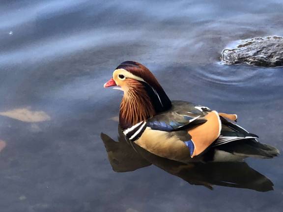 Mandarin duck in the Pond. Photo: Ben Rinzler