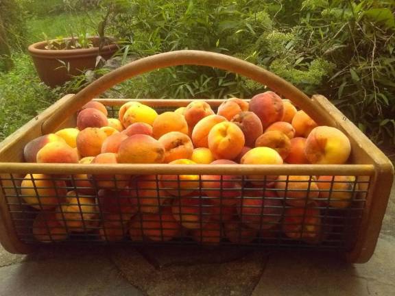 This year we got our biggest-ever peach harvest.