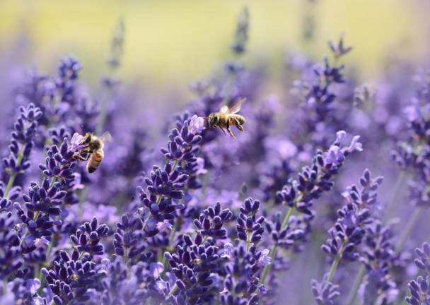 Bees and butterflies are considered pollinators for helping to spread pollen as they travel from plant to plant.