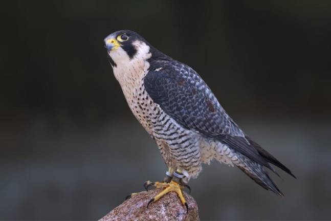 A peregrine falcon.