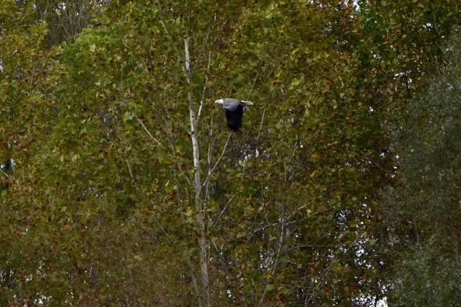 Bald eagles no longer ‘endangered’ in New Jersey, but not everyone’s celebrating