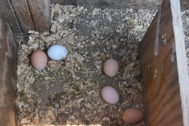 Fresh eggs at Munsee Three Sisters Farm in Newton, NJ. Scaling up quickly is difficult for a mom-and-pop farm, said farmer Michaeline Mann. Photo by Becca Tucker