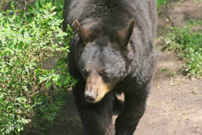 DEC adopts black bear management plan