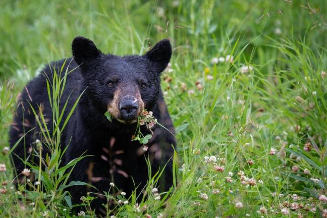 A black bear snacking.