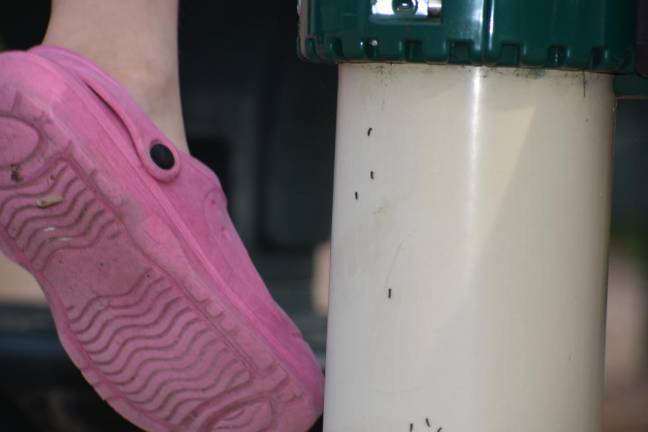 Spongy moths caterpillars were everywhere, including on the playground equipment at Delaware Valley Elementary School in Matamoras, Pa.