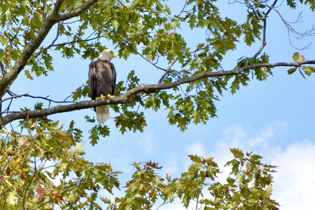 Bald eagles no longer ‘endangered’ in New Jersey, but not everyone’s celebrating