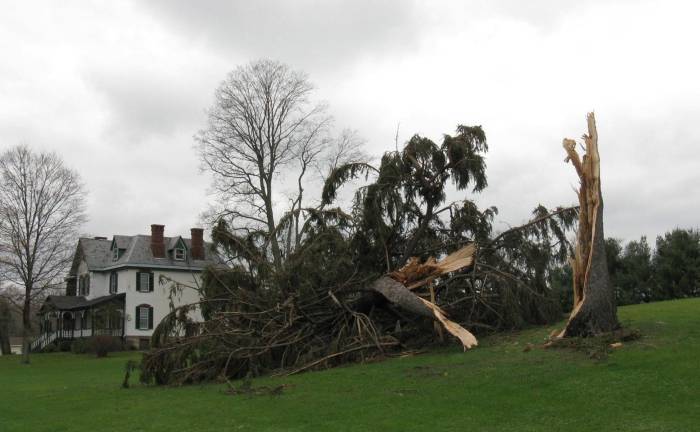 Even big trees like this one, on West Avenue in the Village of Chester, were felled by Sandy's gale-force winds. (Photo by Ginny Privitar)