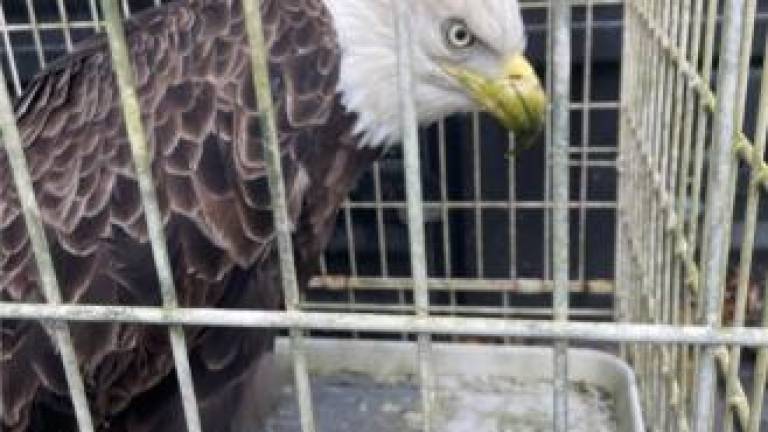 The bald eagle recovered in Middletown.