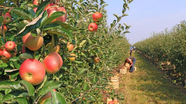 Everything apple will be celebrated at Applefest on Saturday, Oct. 6 in Warwick, N.Y.